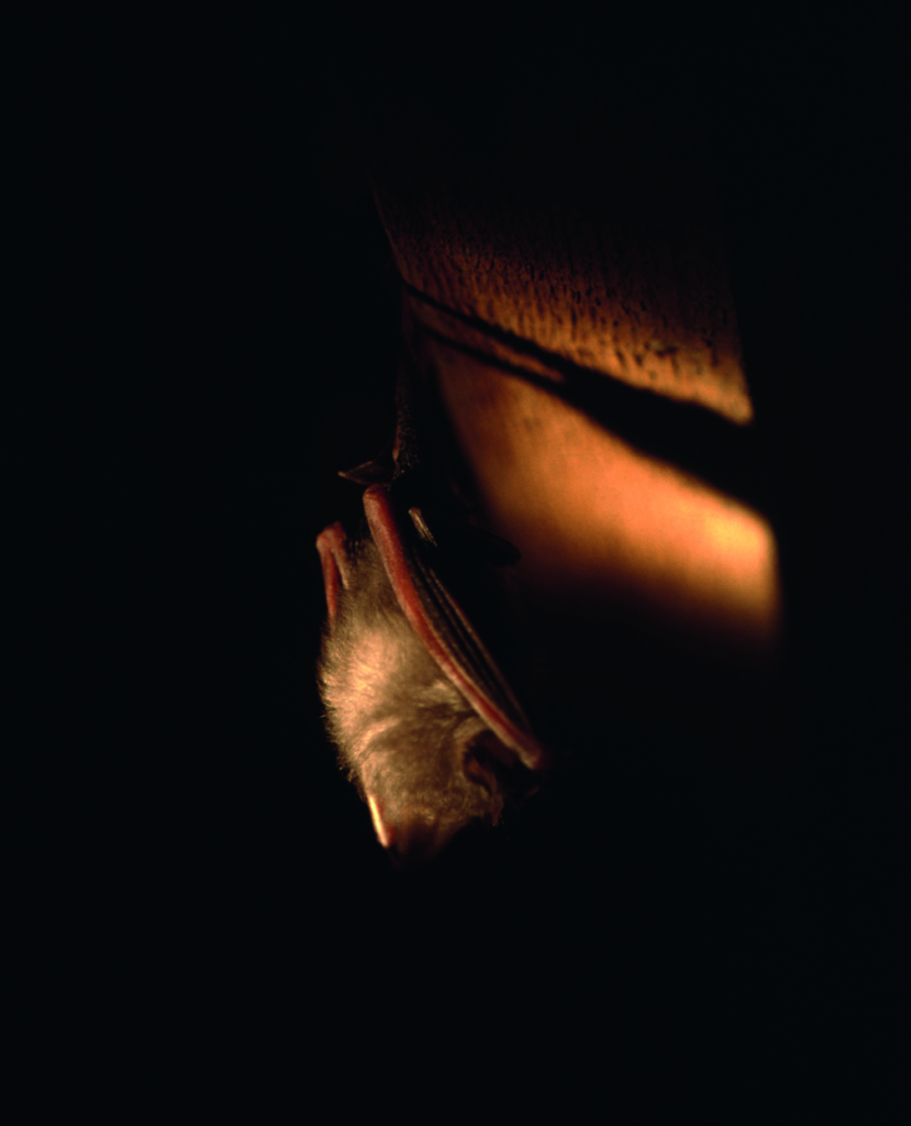 207 0008 D JF NOBLET