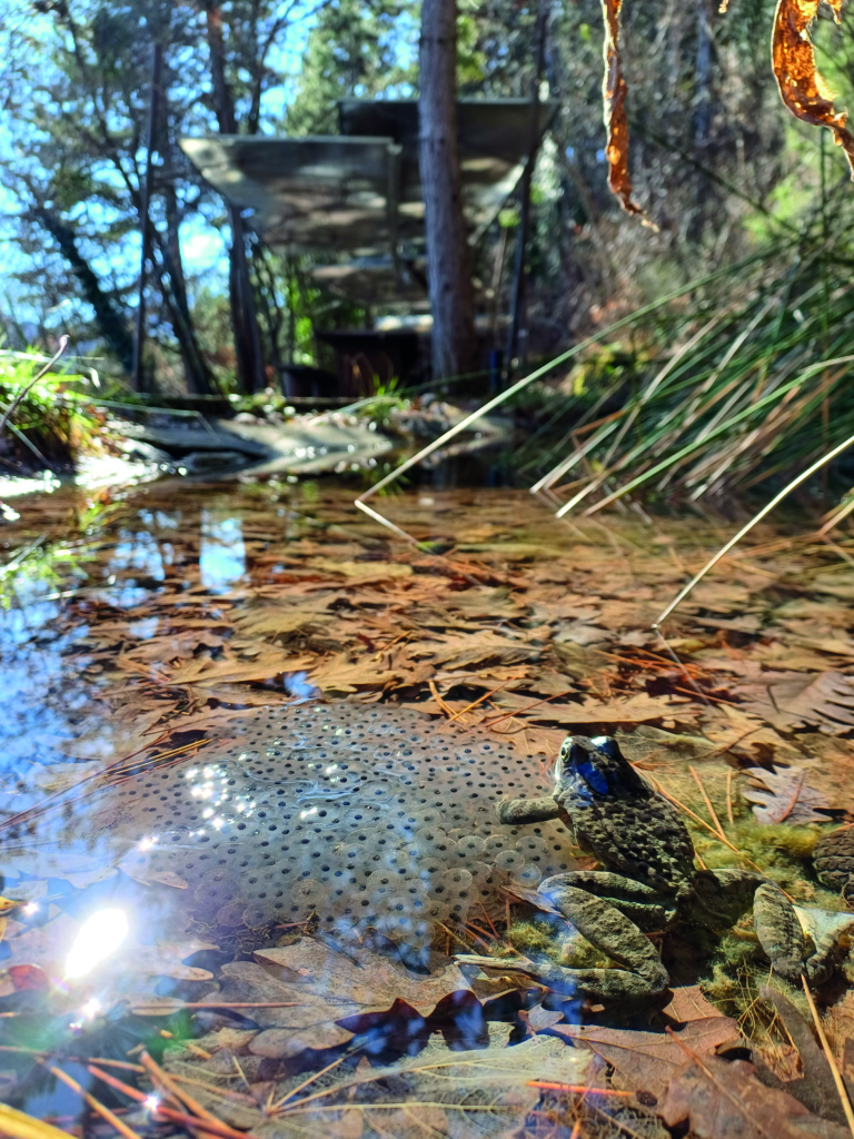 250214 Grenouille Et Salamandre Au Musée Promenade (53)
