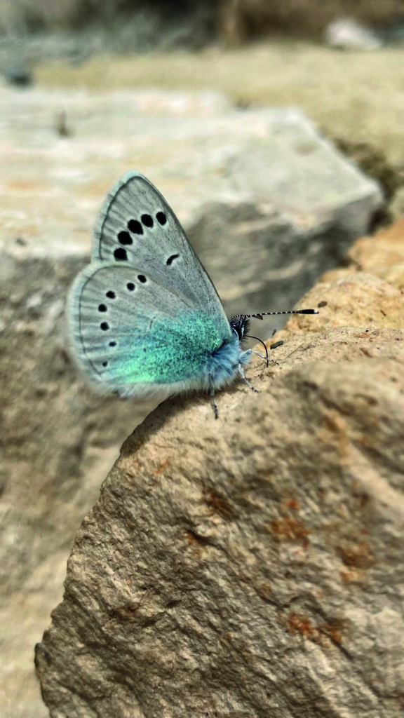 Azuré Du Cytise Caillou